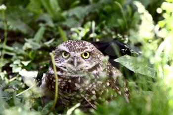 Burrowing Owl in culvert amongst vegetation