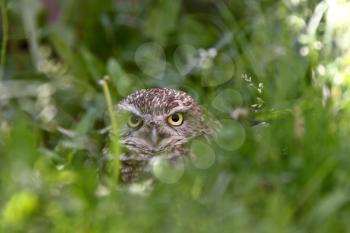 Burrowing Owl amongst vegetation