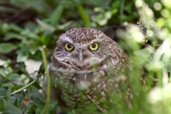 Burrowing Owl amongst vegetation