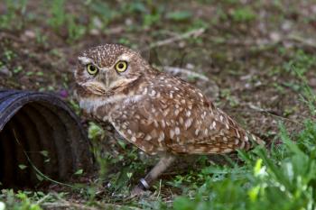 Burrowing Owl near culvert