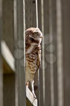 Burrowing Owl perched on fence