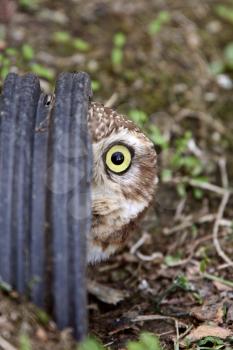 Burrowing Owl peaking out of culvert