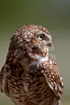 Burrowing Owl looking away