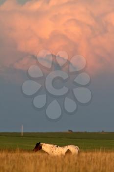 Cumulonimbus clouds in Saskatchewan