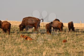 Bison grazing and calves resting in Manitoba pasture