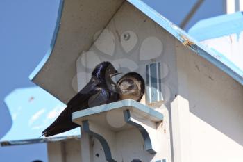 Purple Martins pair at bird house complex