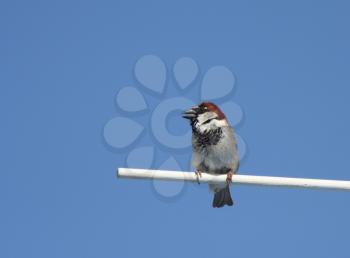 Male House Sparrow perched