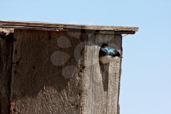 Tree Swallow poking head out of bird house