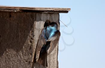 Tree Swallow poking head into bird house