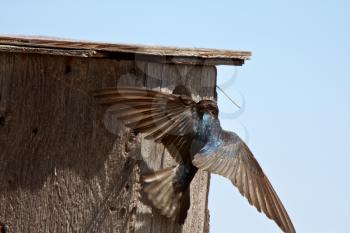 Tree Swallow hovering at bird house