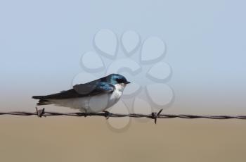 Tree Swallow perched on barbed wire strand