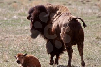 Cow and calf bison resting in pasture