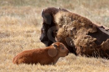 Cow and calf bison resting in pasture