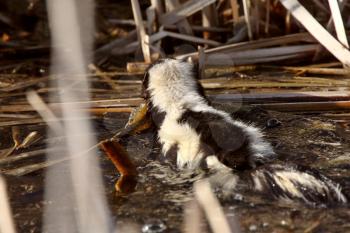 Striped Skunk swimming in marsh