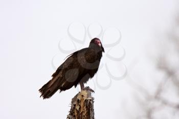 Turkey Vulture perched on post in Manitoba