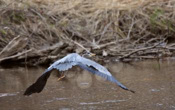 Great Blue Heron flying over Manitoba river