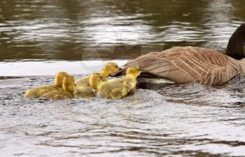 Canada Geese parent with goslings in pond