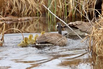 Goslings following Canada Goose parents