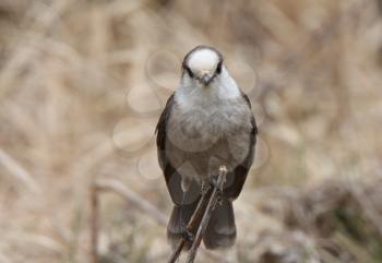 Gray Jay perched on branch in Spring