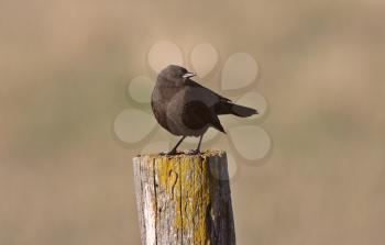 Female Brown headed Cowbird on fence post