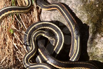 Garter Snakes mating