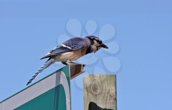 Blue Jay perched on sign