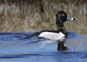 Ring necked Duck in roadside ditch