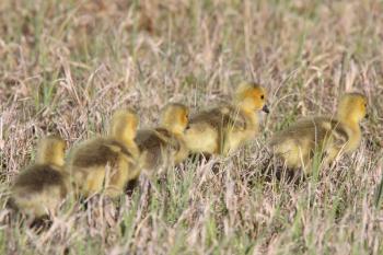Canada Geese goslings in grass