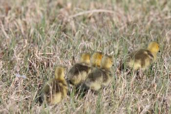 Canada Geese goslings in grass