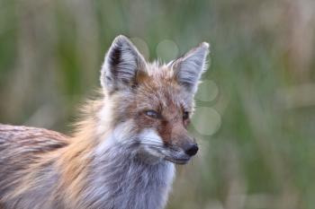 Red Fox adult on Hecla Island in Manitoba