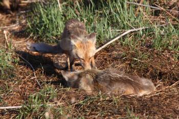 Adult Red Foxes on Hecla Island in Manitoba