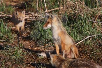 Red Fox adults with pup on Hecla Island in Manitoba