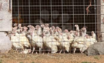 Domestic turkeys in coup