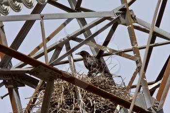 Raven at nest in bridge structure in Northern Manitoba