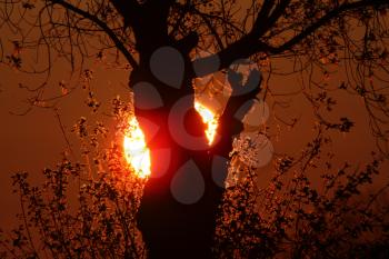 Sun setting behind tree in Northern Manitoba