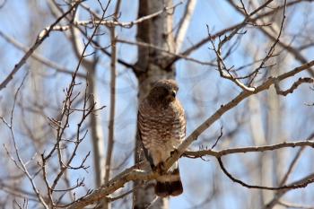 Broad winged Hawk perched on tree branch