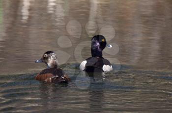 Pair of Ring necked Ducks in roadside pond