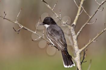 Eastern Kingbird on bare branch