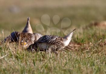 Sharp tailed Grouse at lek finding dominate male