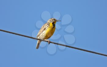Western Meadowlark perched on overhead wire