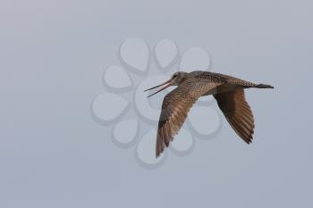 Marbled Godwit in flight