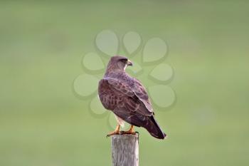 Swainson's Hawk perched on fence post