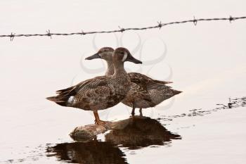 Blue winged Teals on submerged post