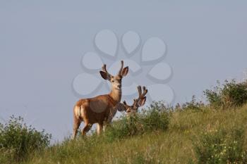 Mule Deer bucks in Saskatchewan