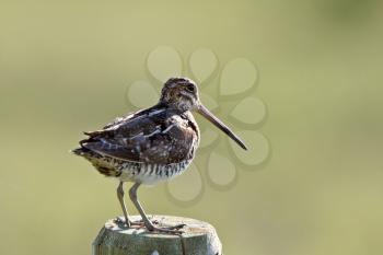 Common Snipe on fence post
