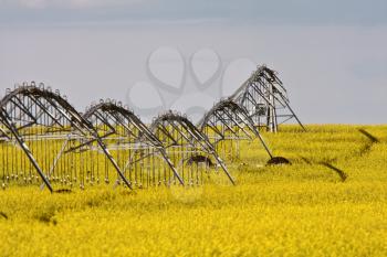 Water spinklers in a canola field