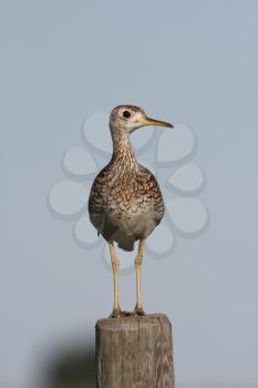Upland Sandpiper on fence post