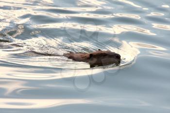 Beaver swimming in clear water