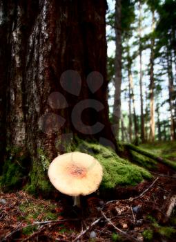 Giant mushrooms  at Kitsumkalum Provincial Park