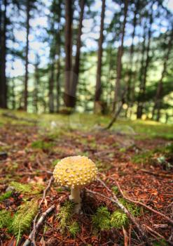 Giant mushrooms  at Kitsumkalum Provincial Park